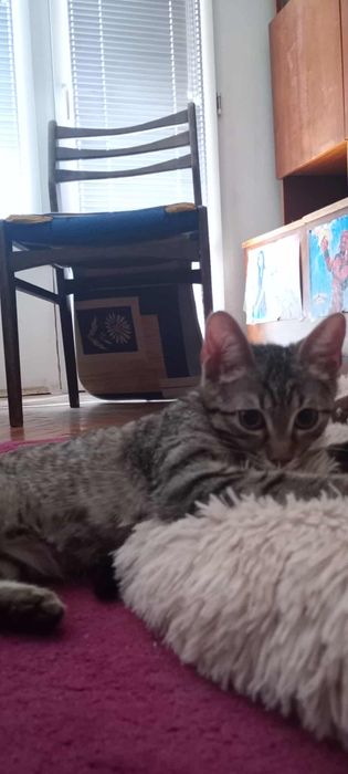 Подарявам малко котенце на около 3-4 месеца