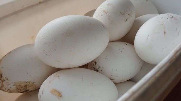 Продам гусиное яйцо инкубационное