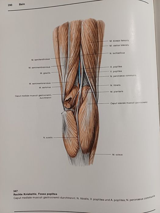 Атлас по Анатомия (горен и долен крайник)