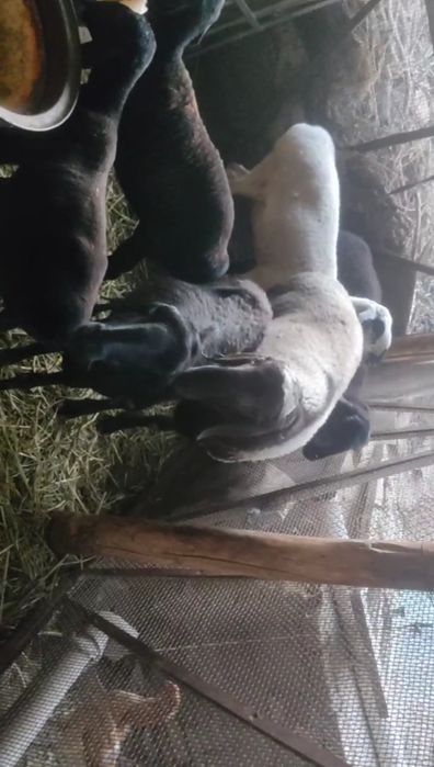 Кочкор  сотилади