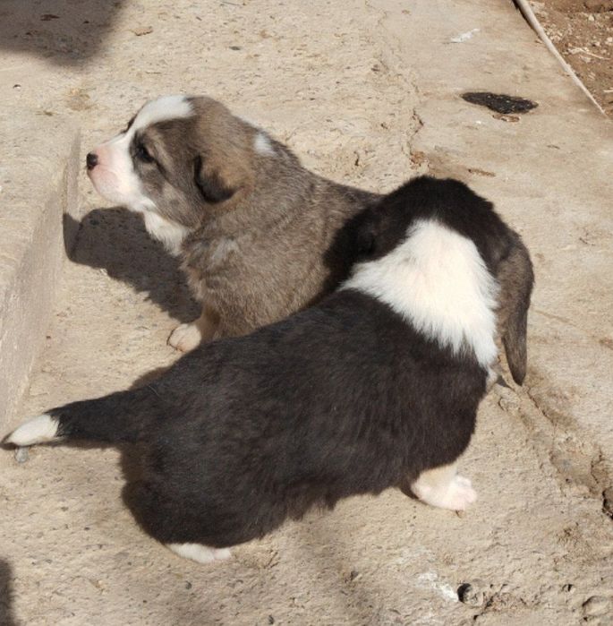 Чўпон тоғни кучуклари сотилади.