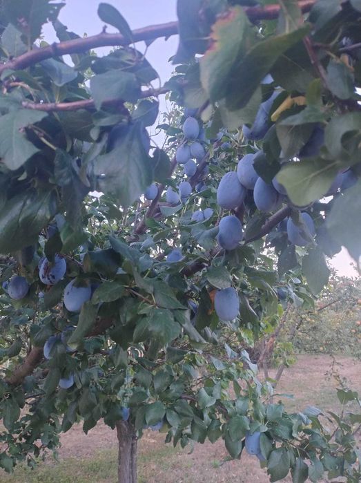 Prune de vanzare
