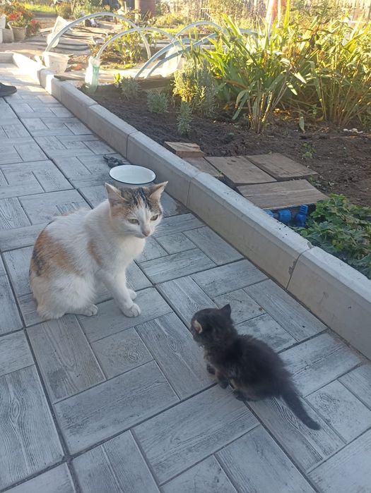 Котенок на улице! В добрые руки срочно!