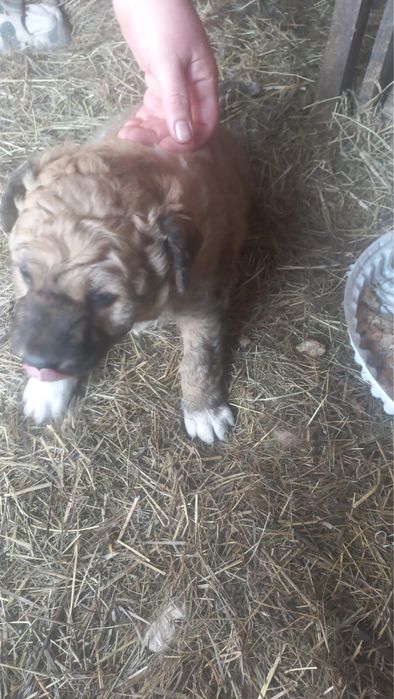 Щенок для добрых рук, мальчик