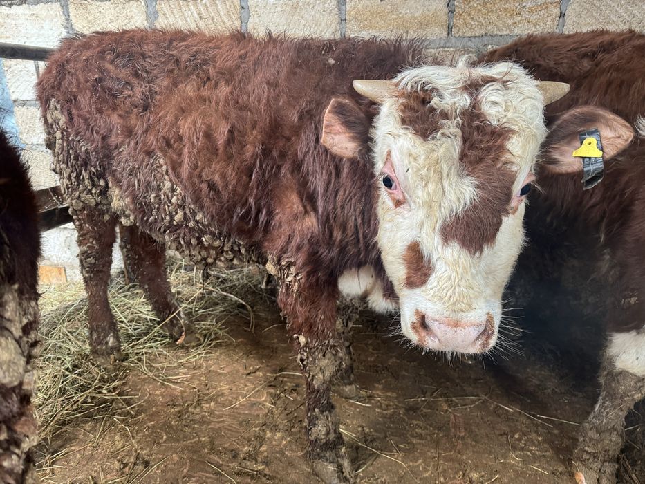 Продаются Бычки 6 голов