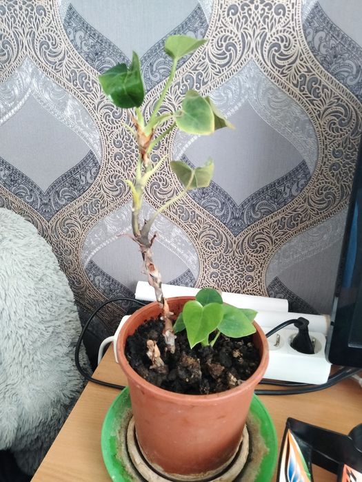 Цветы комнатные разные