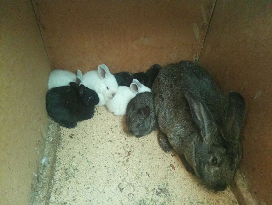 Қойан қойан қойан