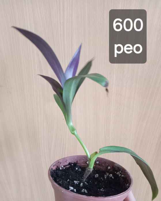 комнатные растения