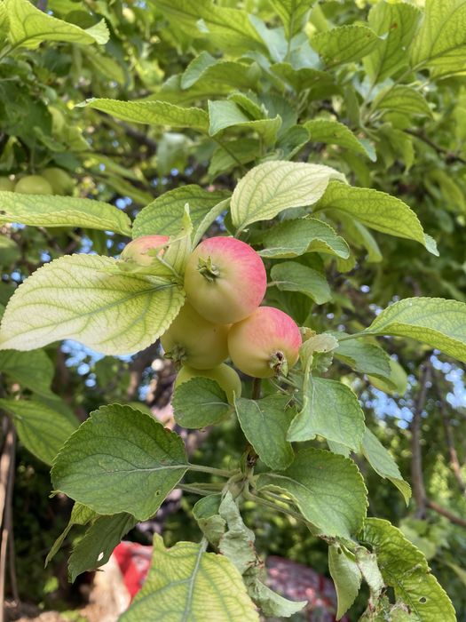 Продам дачу ПК Спутник