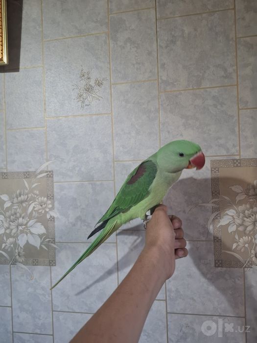 Александрийский попугай