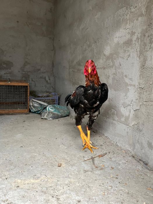 Продам петуха дакан