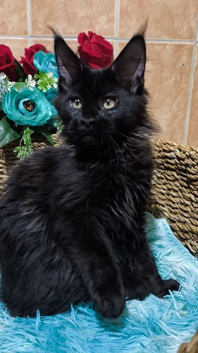 Настоящие ГИГАНТЫ- Мейн Куны