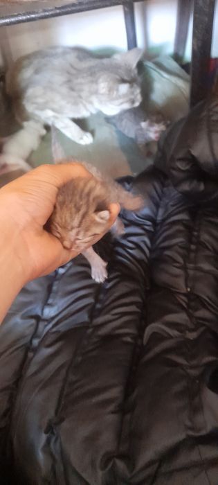 Mushuk bolalari sotiladi 50000