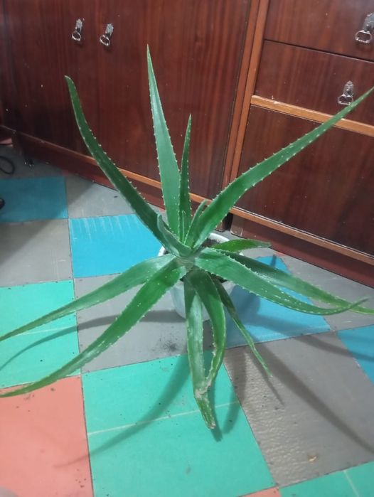 Продам Алое Вера Лечебный.