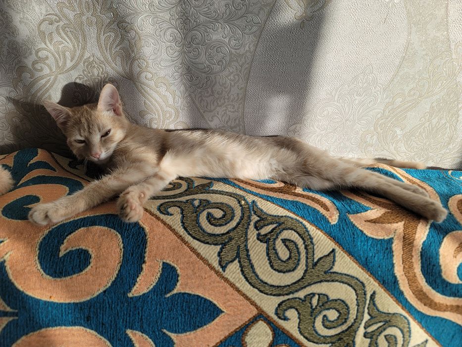 Бесплатно отдам котики