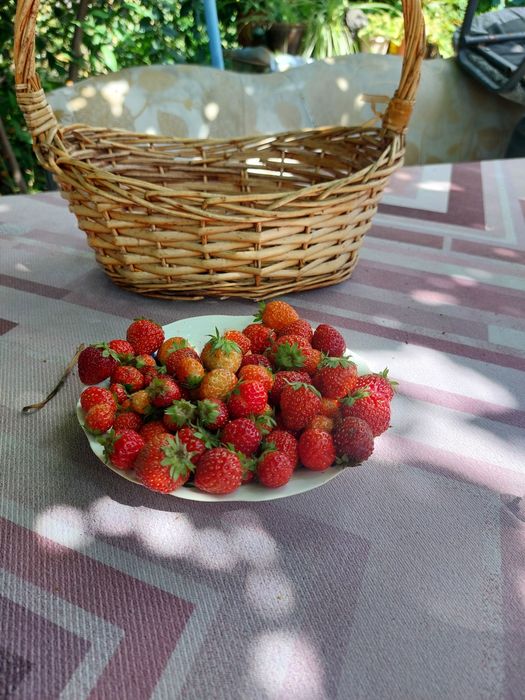 Клубника многоразовая
