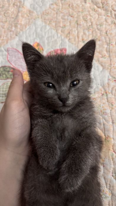 Котенок(девочка)