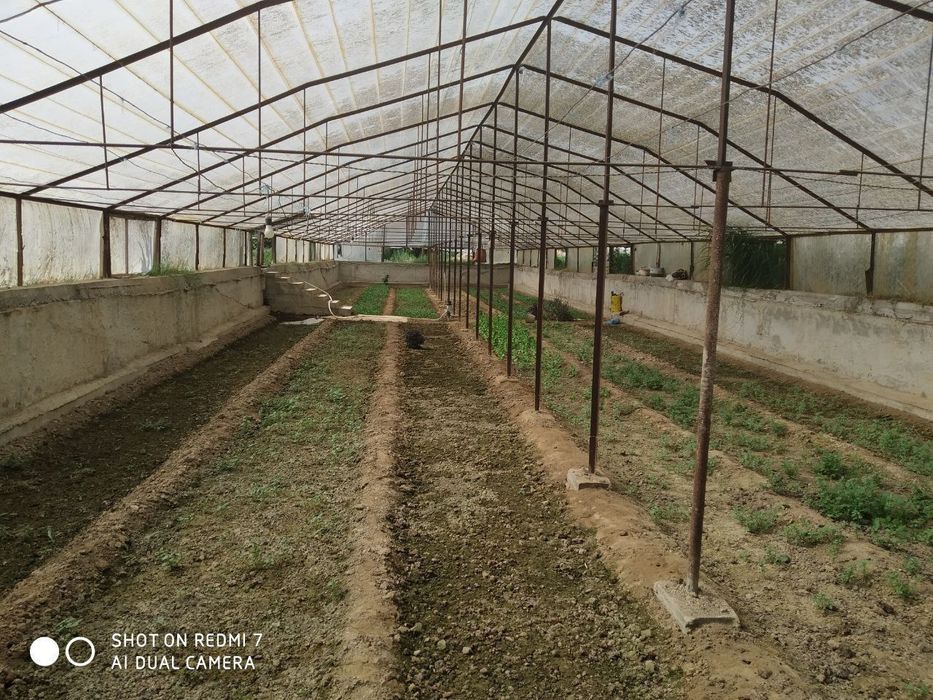 Kotta xovli sotiladi  sirdaryo tumani Sirdaryo shaxri .