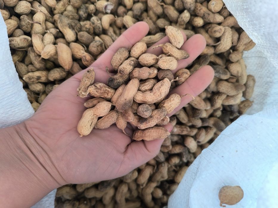 Храна за Папагали и други домашни любимци