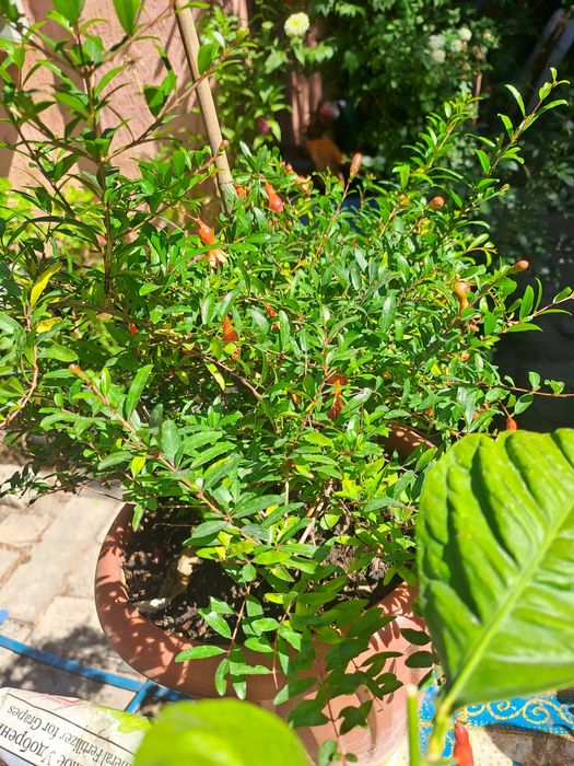 Продам комнатный гранат