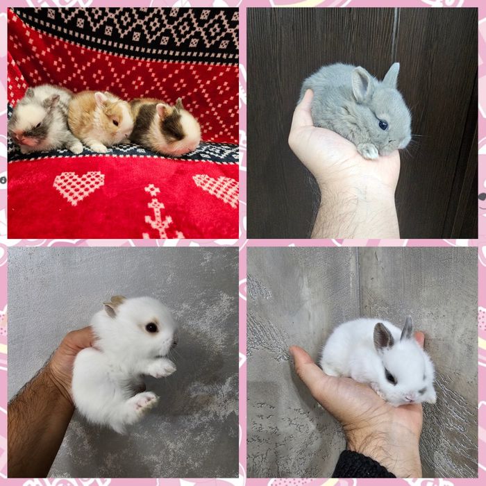 Мини зайци / Декоративни зайци от мини ферма