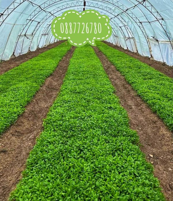 Готов разсад ранни домати краставици ягоди