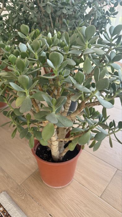 Растения комнатные