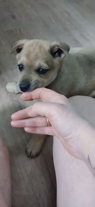 Отдам щенка в хорошие руки