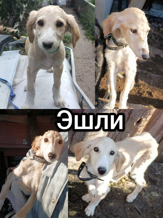 Щенки ищут дом !