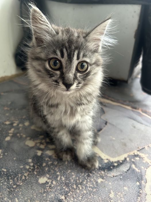 Отдам котенка в хорошие руки