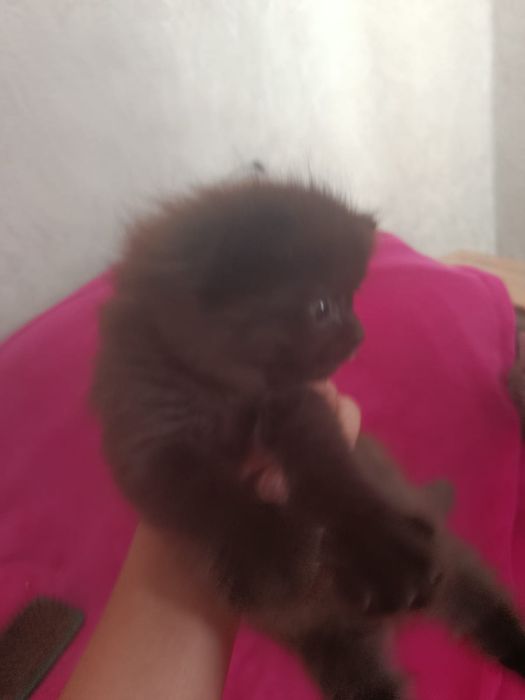 Отдаём котёнка в хорошие руки