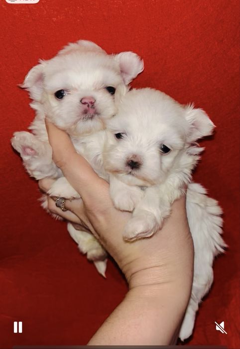 Кукольные малышки Мальтезе (мини)