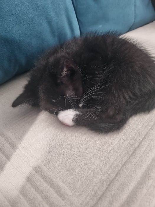 Котенок, 1 месяц, 25 дней