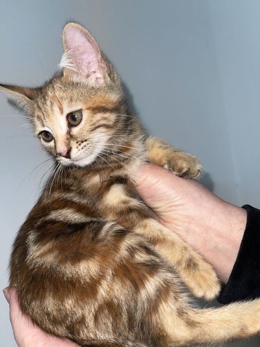 Бенгальский котёнок