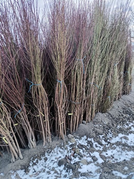 Vand butasi mur soiurile thornfree,navaho,chester,black satin,etc si d