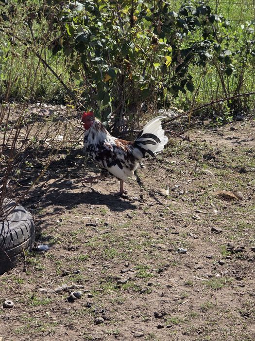 Cocos american  pitici