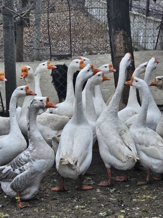 Pereche gaste chinezesti