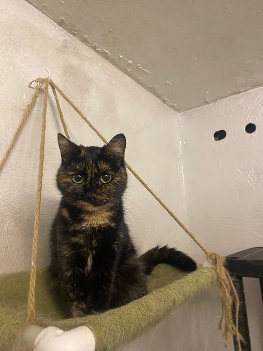 Кошечка ласковый в добрые руки