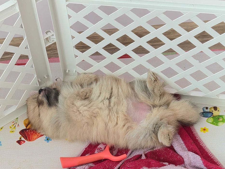 Продава се мини померан