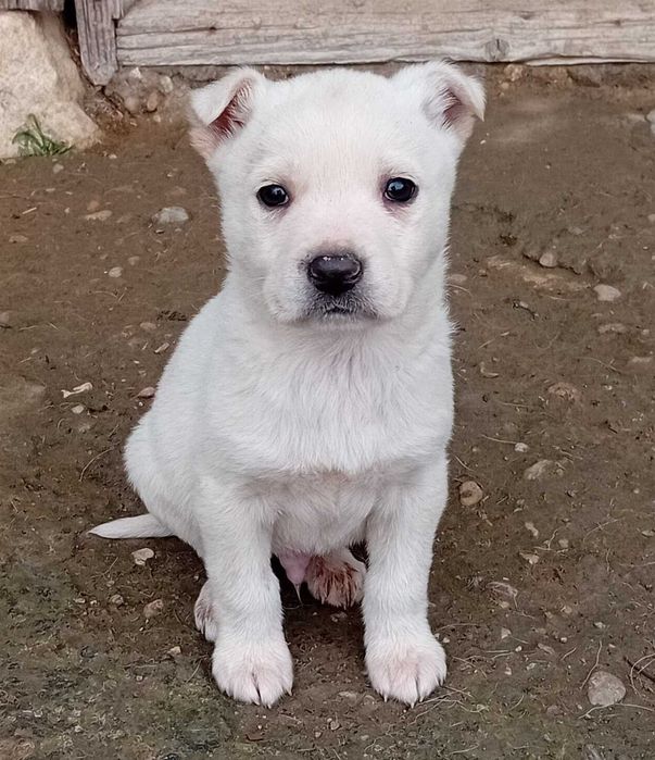 Кученца за подаряване.