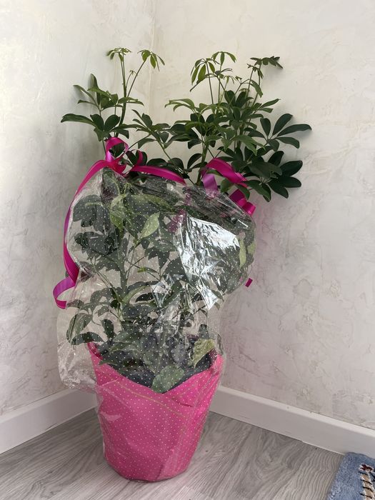 Продаётся большая шеффлера