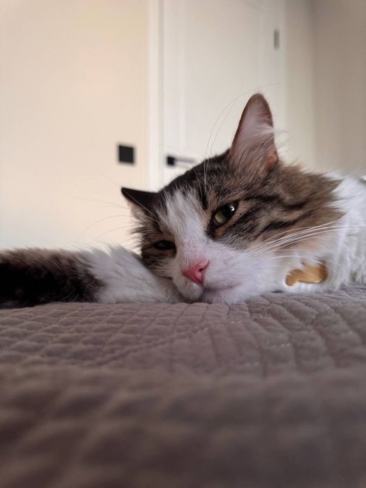 Домашний кот Дымок