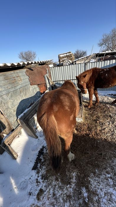 Айгыр сатылады 4 жасар