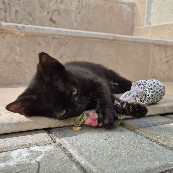 Pui pisică pentru adopție responsabilă (7 săptămâni - Ploiești/București/Ilfov)