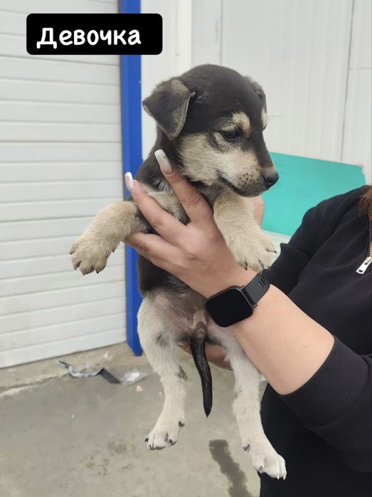 Пристраиваю шенков