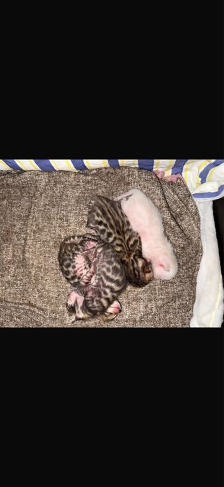 Бенгальские котята