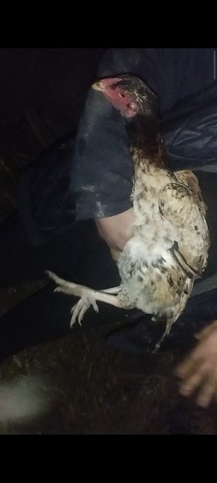 Дакан куры по 7-8 месяцев