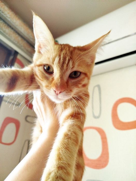 Пристраиваются котята в добрые и ответственные руки.