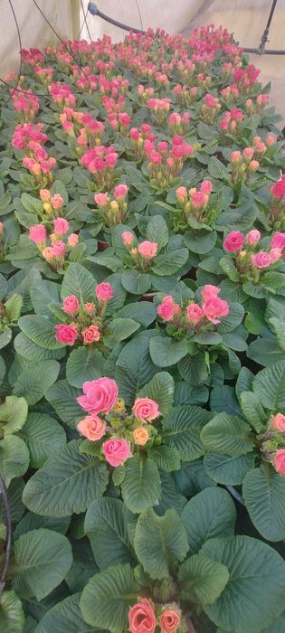 Primule, zambile 1 martie