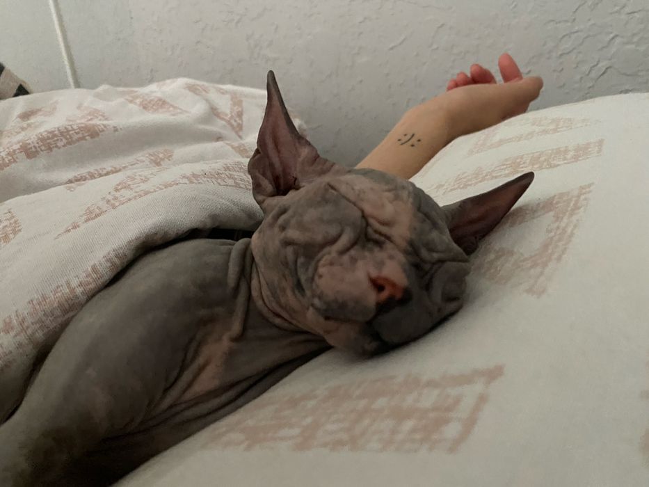 Ищем кота для вязки